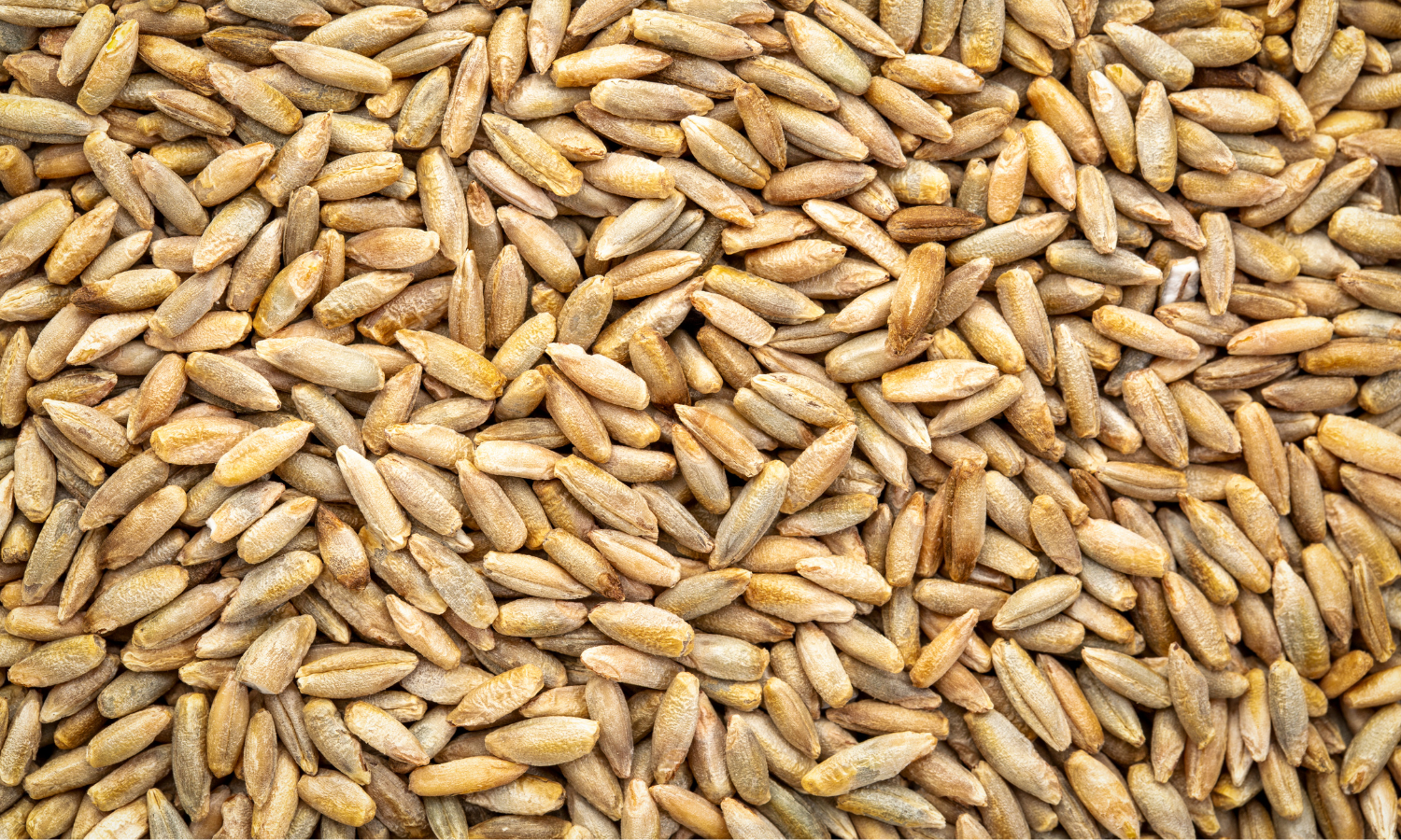 Is Rye Healthy Nutritional Benefits of Rye Flour – Mindful Milling Co.